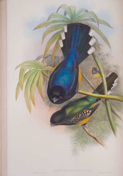 Trogon Melanocephalus, Tafel aus Die Vögel von Großbritannien von John Gould, veröffentlicht 1862-73 von John Gould